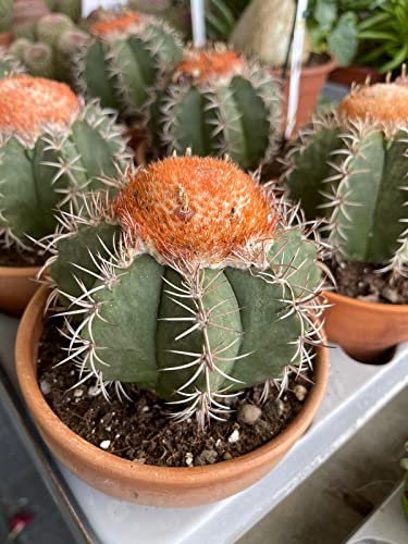  Melocactus matanzanus - Pianta Grassa Vaso 8 Foto Reali