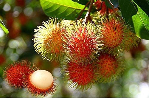 PLAT FIRM Germination Seeds: New! 5 Seed Nephelium lappaceum Rambutan Fruit