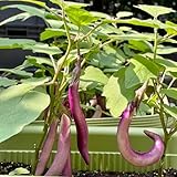 50 piezas semillas de berenjena, Semillas De Plantas De Decoración Vegetal Para Balcón Best Of Berenjena, Solanum melongena, semillas de hortalizas viejas Huerto Regalos originales