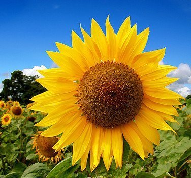 Audbhidhi Flower Seeds | Sunflower Russian Giant Hybrid Flower Seeds For All Season ( 50 Seeds ) (B09F3GCCSZ) Amazon Price History, Amazon Price Tracker