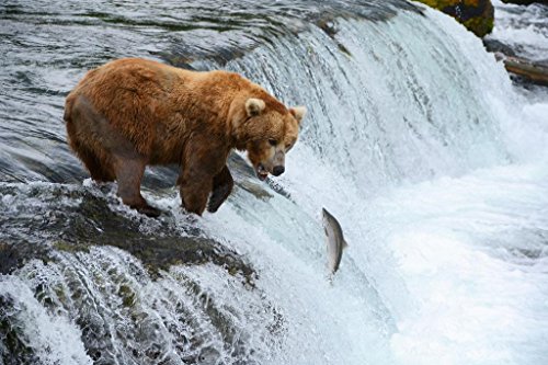 A Brown Bear Hunting for Salmon Photo Photograph Big Bear Poster Large Bear Picture of a Bear Posters for Wall Bear Print Wall Art Bear Pictures Wall Decor Cool Wall Decor Art Print Poster 36x24