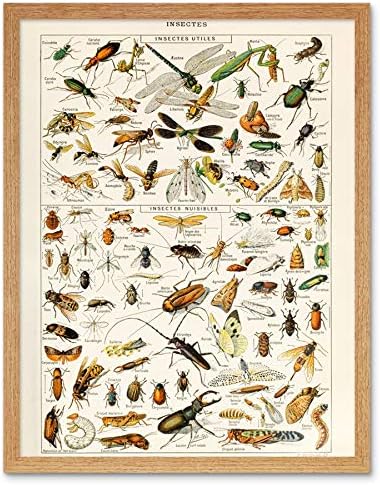 Millot Encyclopedia Page Butterflies Moths Unframed Wall Art Print Poster Home Decor Premium