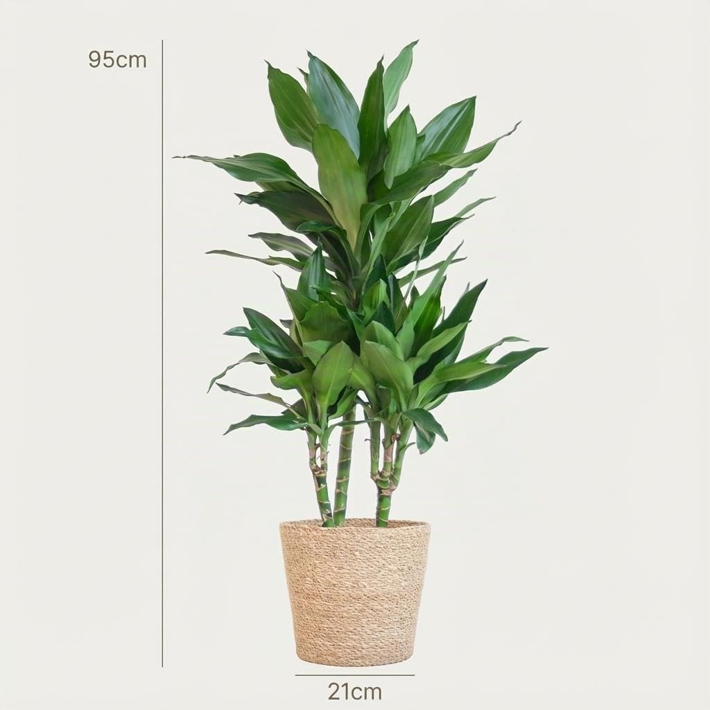 Green boutiQ - Zimmerpflanze - Drachenbaum - Dracaena Janet Craig - Grün - Pflegeleicht - 1 Pflanze - mit Korb - Topf 21cm - Höhe 90-100cm
