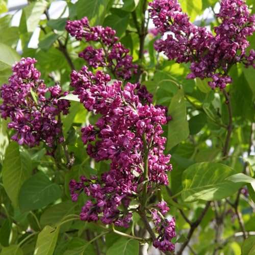 Live Purple Lilac Plant, Fragrant Syringa Flower Starter Plant, 6 to 8 Inch Tall Dormant Well Rooted, Syringa Live Plant, Lilac Bushes Live Plant, Live Lilac Tree Ready to Plant - Thumbnail 4