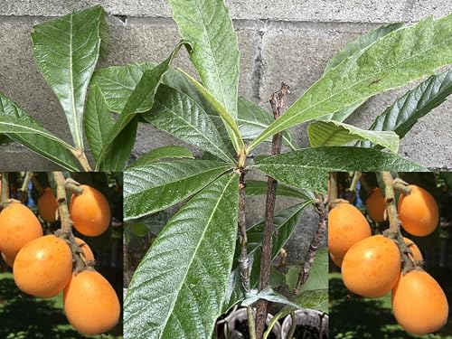 Sale! 1 Grafted Perennial Golden Loquat Fruit Live Seedling Tree,Japanese Plump Live Tree App. 30'