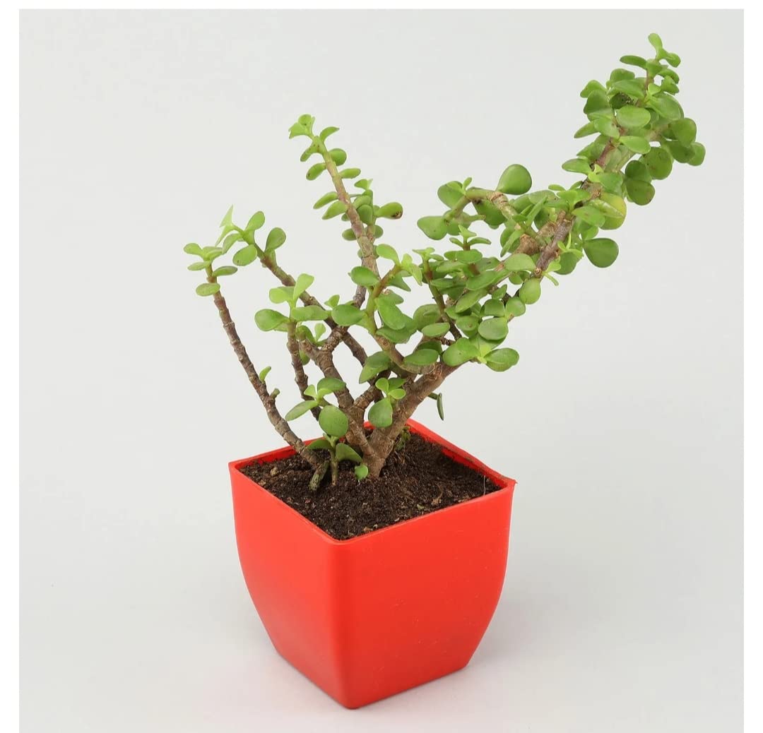 Zed plant with plastic pot, jade plant with pot (B0CPVDC9TR) Amazon Price History, Amazon Price Tracker