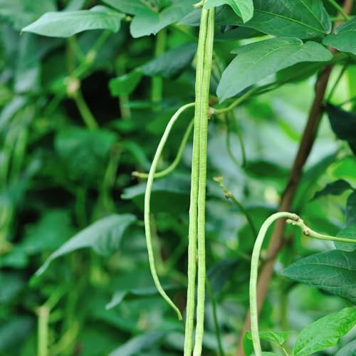 Semillas de frijol orgánico, Semillas de frijol espárrago - semillas de de jardín semillas de frijol raras balcón invernadero 150pcs