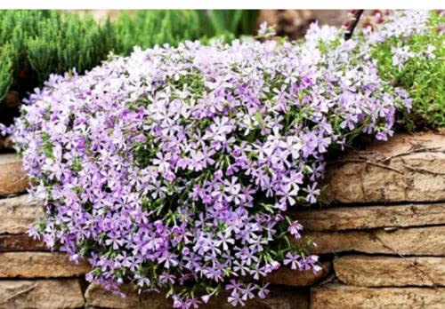 Mountain Phlox - 160 Seeds - Linanthus Grandiflorus - Annual Flower:Seeds only