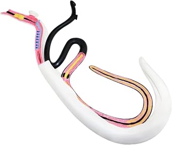 Schistosoma Model Blood-Sucking Worm Biological Anatomy Model Experimental Anatomy Model Detachable Schistosomiasis Model Biology Teaching Science Model Biology Zoology Specimen Teaching Tool