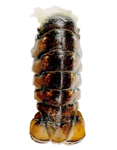 Cold Water Lobster Tails, Wild-Caught, 2 lb