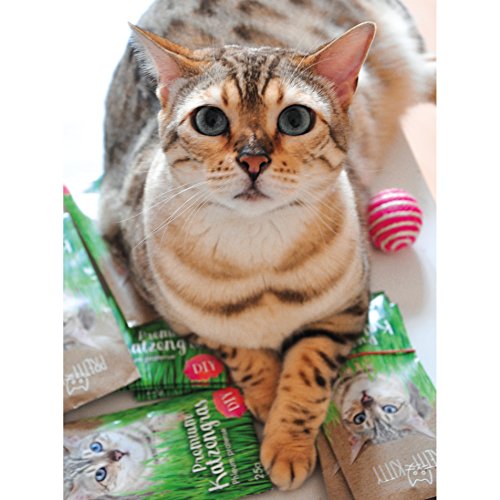 Katzengras Saatgut : 1 Beutel je 25g Katzengras Samen für 10 Töpfe fertiges Katzengras – Natürliche Katzen Leckerlies – Pflanzen Samen – Grassamen – Samen für Katzengras – Gras Katze – PRETTY KITTY