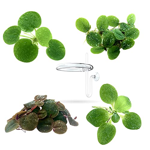 Aquarigram Floating Plant Combo Pack with Ring