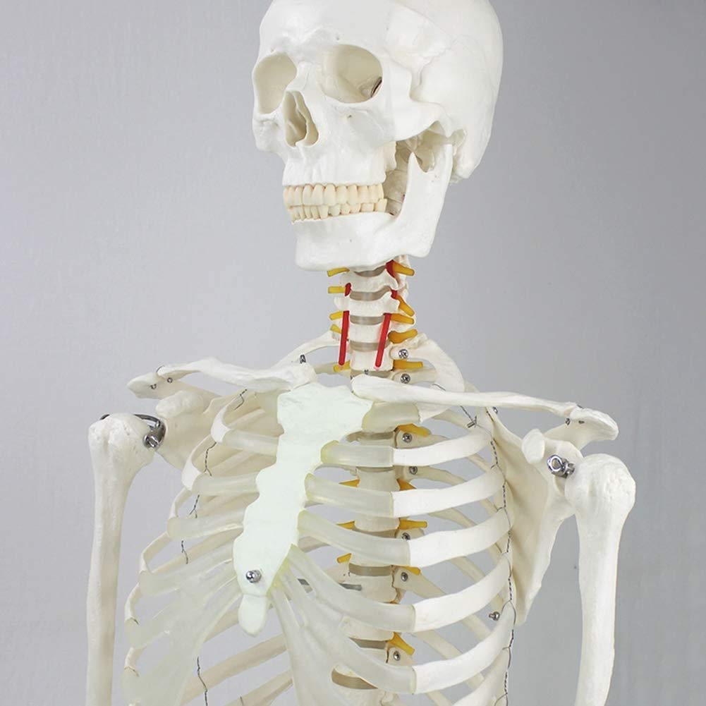 Pliable Humain Modèle du Corps de la Colonne vertébrale Anatomie Amovible Squelettiques Squelette médical Peinture Props Structure du Squelette d'art