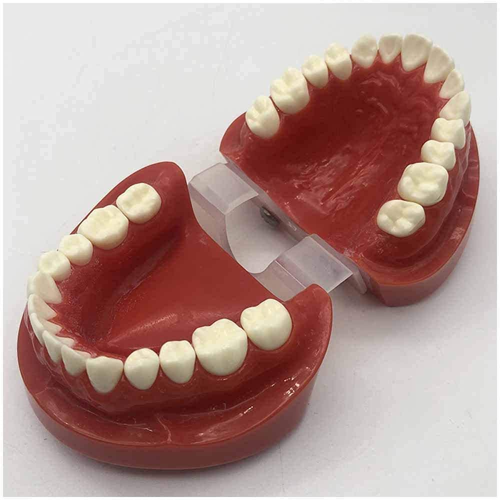 Model Nauczania Higieny Jamy Ustnej U Dentysty, Model Nauczania Nauki O Zębach, Model Zębów Do Nauki, Model Demonstracyjny