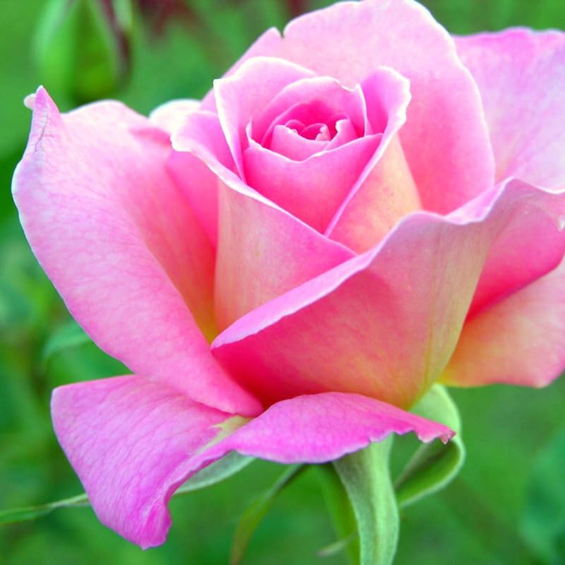 Rose Bush Live Plant, Fragrant Hybrid Tea Rose Flowers Well Rooted Plant, 5-10 Inc Tall for Planting Indoor Outdoor (Rare Pink Rose)