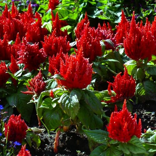 Forest Fire Celosia Seeds image