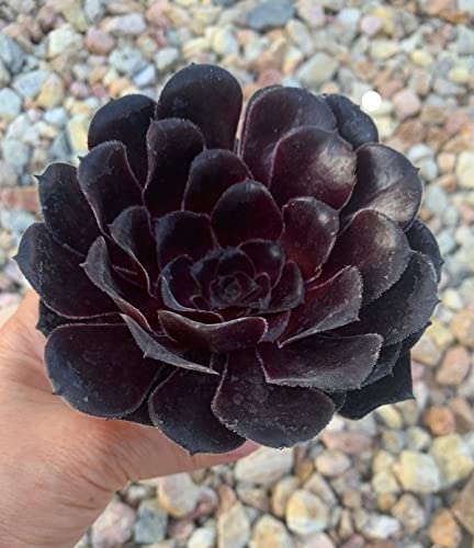 Rare Succulent Aeonium Zwartkop Aboreum Black Rose Live Plant Tree Rooted 3". Easy To Grow Indoor And Outdoor. #TOP11