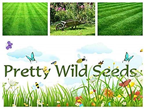 1 KG Slow Grow Growing Grass Seed Lazy Lawn Very Low Maintenance Less Cutting 1KG by PRETTY WILD SEEDS