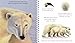 Polar Bears (My First Discoveries)