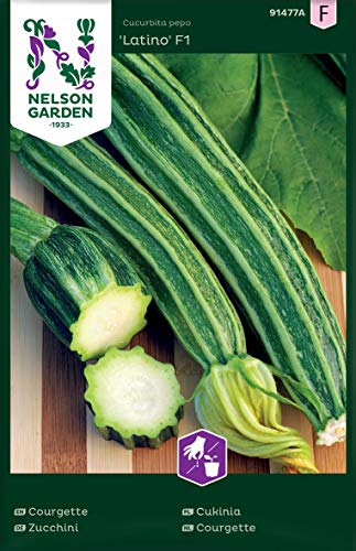 Preisvergleich Produktbild Zucchini Samen für Gemüsegarten - Nelson Garden Zucchini Saatgut - Zucchini Latino F1 (5 Stück) (Zucchini, Latino F1, Einzelpackung)