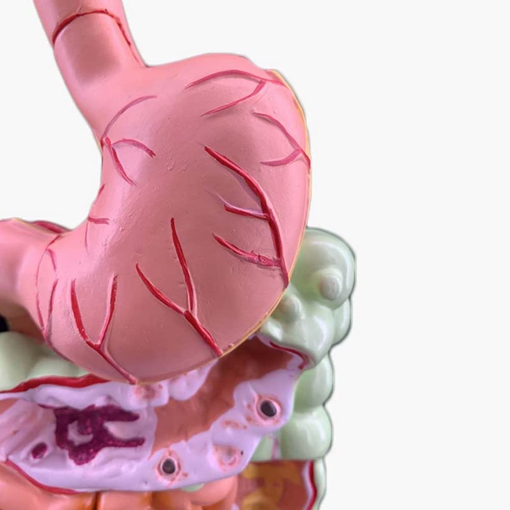 Modello 'apparato digerente Umano Anatomia gastrica Intestino Retto Duodeno Modello degli Organi Interni 'uomo