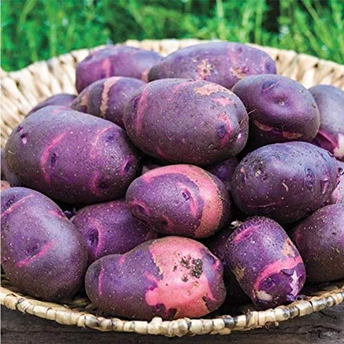 Shopvise Semillas de Batata moradas 100 Piezas