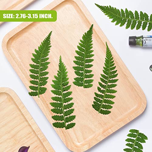 42 hojas naturales secas de helecho prensado para manualidades miniatura 3