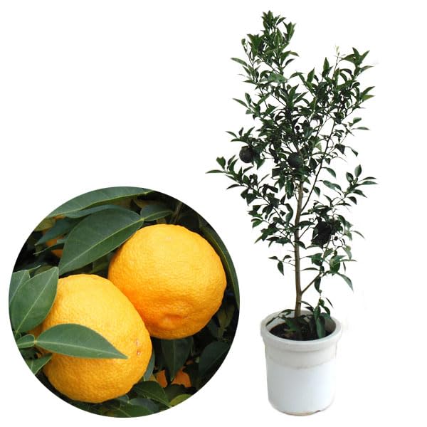 nonno様ご予約分専用出品ページ本柚子20Kg nonno様ご予約分専用出品ページ本柚子20Kg 楽天市場】本ゆず 苗の通販