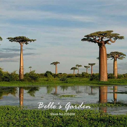 Baobab-Samen, Adansonia Digitata, 2 Stück, für den Garten, Bonsai-Pflanzen - Image 3