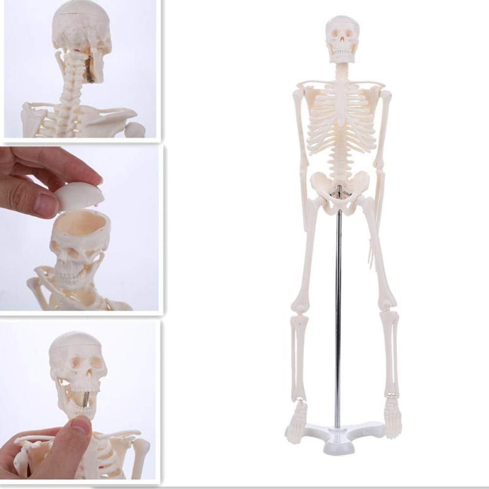 Lankater 1Pc Human Anatomical Anatomy Skeleton Model Medical Medical Learn Aid Anatomy Human Skeletal Model, 45Cm