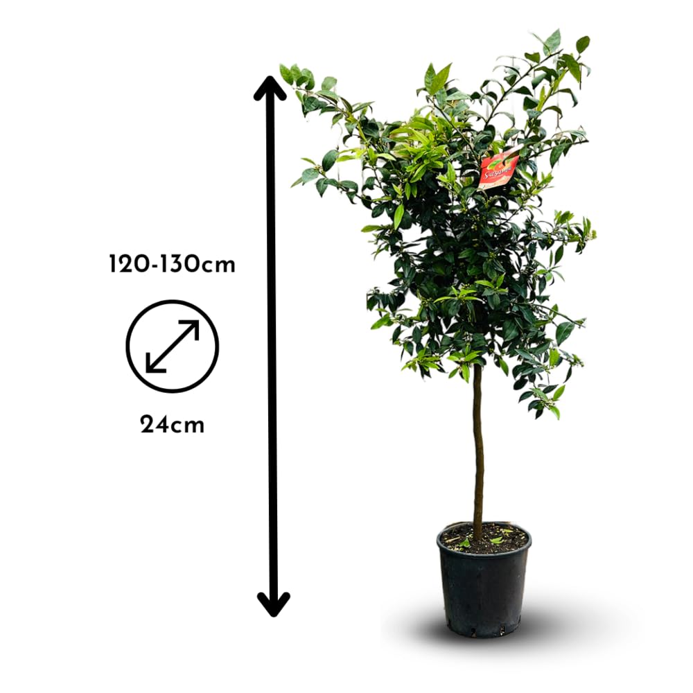 Attitude Jardin - Mandarinier satsuma - citrus unshiu - agrume méditerranéen - arbre fruitier - 120-130 cm - ⌀ 24 cm - résiste au gel