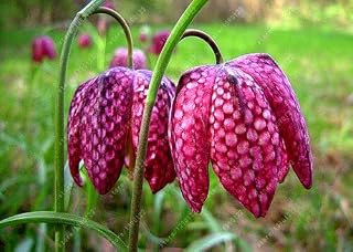 9: 10pcs/Bag Crown Imperial Seeds 9 Colors Fritillaria Imperialis Seeds Ground Cover Bonsai Flower Seeds Flower Pot Home Garden: Only Seeds