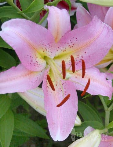 Roberta Oriental Lilies Flower Bulbs Jumbo Pack - 10 Bulbs per Pack - Pleasantly Scented - Attracts Butterflies and Hummingbirds - Good as Cut Flowers - Grows Well in Containers - Perennializing