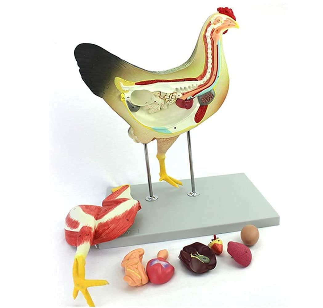 YNIYUJKL Animal Model, Anatomy Model Of Chicken, Chicken Model Of Visceral Muscle Organs And Nerves, Movable Animal Model For Medical Teaching Research And Analysis