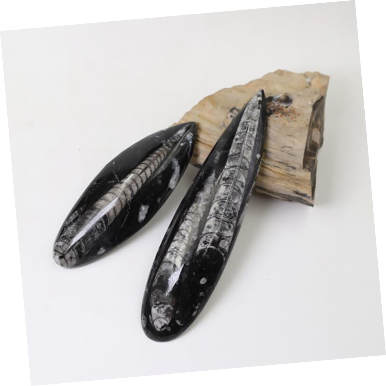 Fósil de Ortoceras Muestra de Enseñanza 1 Pieza Mineral Negro Grande