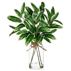 Green Eucalyptus Leaves