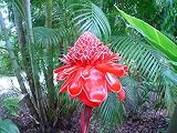 Portal Cool Etlingera Elatior 15 Semi, Ornamentale le Rosa Torcia Ginger perenne