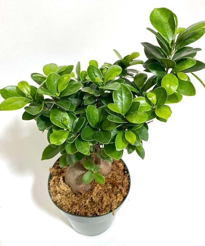 Live Bonsai Chinese Bot Plant Tree, Indoor Outdoor Table Kamini Plant for Home and Office Decoration, (Pack of 1) S_1-image-29