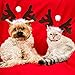 Weihnachten Haustier Stirnband, Hund Katze Rentier Geweih Weihnachtskostüm Elch Kopfbedeckung Verstellbare Kopfschmuck Haarreif mit Weihnachtsmütze, Weihnachts Kostüm Outfit für Hunde Katzen Geschenk