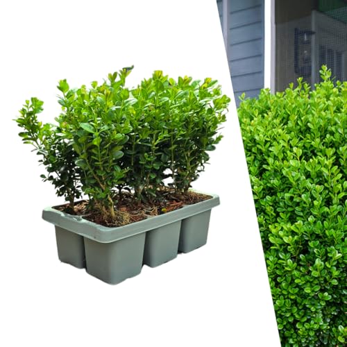 Buchsbaum – Buxus NewGen Freedom – 6 Pflanzen – 15 cm hoch – Ø7 cm – kompakter, winterharter Strauch – resistent gegen Zünsler & Pilzkrankheiten