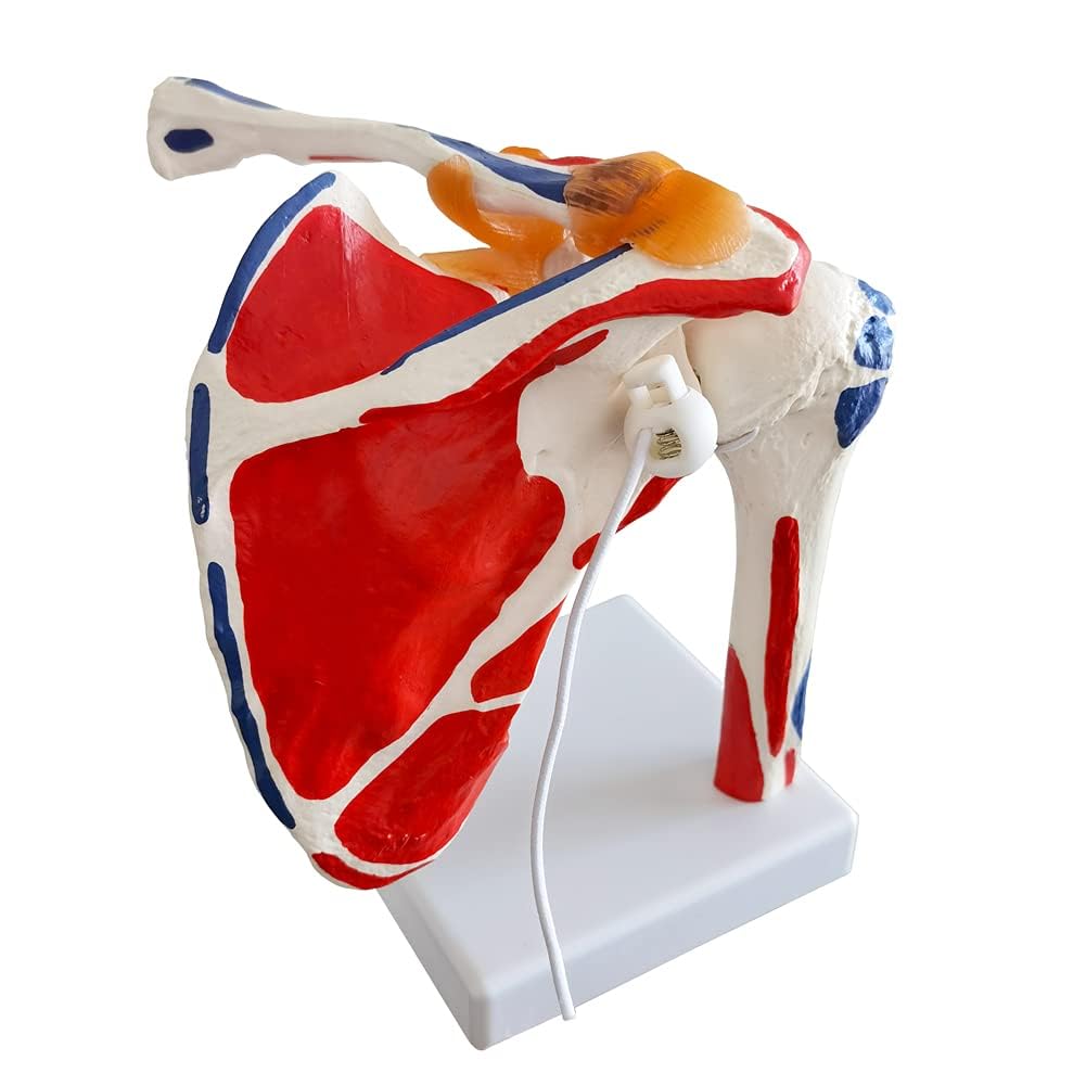 EVOTECH SCIENTIFIC Modelo de articulación del hombro de anatomía médica, colorido, réplica de la articulación del hombro Norma para consultorios médicos, material didáctico para la enseñanza médica