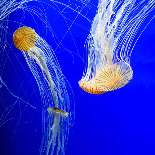 seachem prime fresh and saltwater conditioner - chemical remover and detoxifier 500 ml