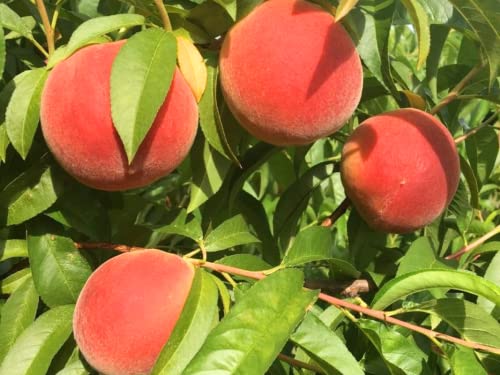 10 Dwarf Peach Tree Cuttings, Sweet Peach Fruit Cuttings 6 To 8 Inc Tall Not Plant, No Roots For Growing Well In Garden #TOP2