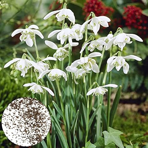 300Pcs/Bag Snowdrops Snowdrops Wonderful Deciduous Fast Growing Garden Flower Seeds for Balcony Snowdrop Galanthus Seeds Cover