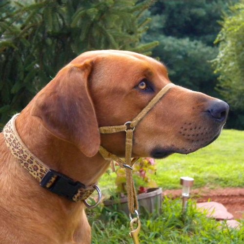 Comfort Trainer Head Halter Tan Size 4