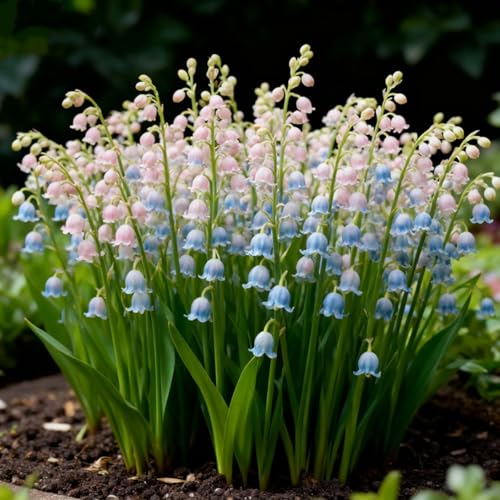 Rizoma de lirio de los valles, Lirio de los Valles resistentes, rizomas de jardín perennes, Lirio de los Valles raras para plantar en el jardín-3 Rizomas-j