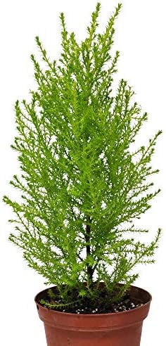 Cupressus macrocarpa, Lemon Cypress Cone