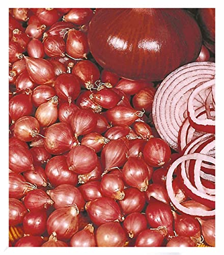 BALDUR Garten 75x Rote Steckzwiebeln Red Baron Zwiebeln mit Umfang 14/21 mm im Geschmack etwas schärfer vielseitig einsetzbar ergiebig lagerfähig ideal für Küche & Vorrat robuste Sorte