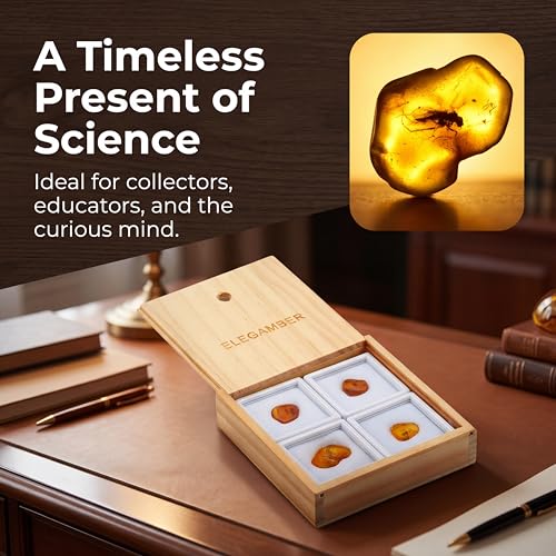 Image of Baltic Amber Natural Fossil Insects,Insects from Millions of Years ago-Four Sets,True Insect Samples-Science Classroom Science Education Animal Specimens (Medium Amber Fossil Insects)