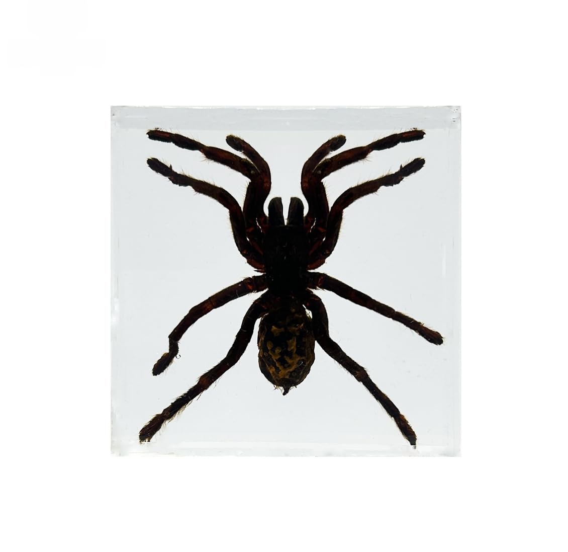 Real Tarantula Spider Specimens in Resin Paperweight Crafts, Spider Animal Taxidermy Collection for Biology Science Education & Desk Ornament (Medium Size: 3" x 3" x 0.8")